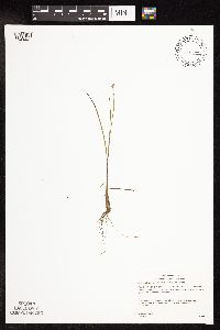 Juncus stygius image