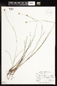 Juncus stygius image