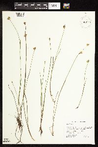 Juncus stygius image