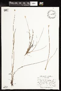 Juncus stygius image