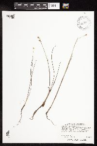 Juncus stygius image