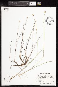 Juncus stygius image