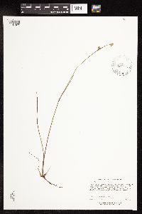 Juncus stygius image