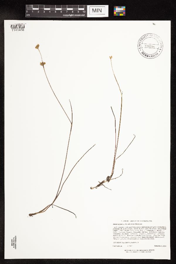 Juncus stygius image