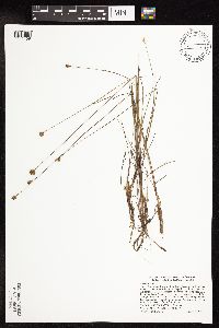 Juncus stygius image