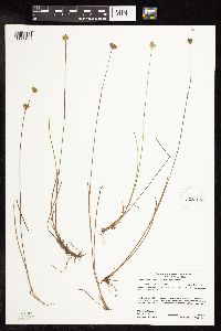 Juncus stygius image