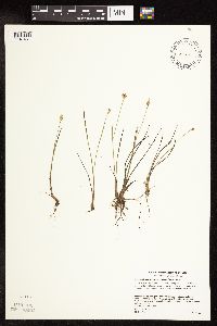 Juncus stygius image