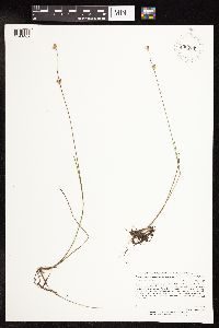 Juncus stygius image