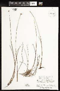 Juncus stygius image