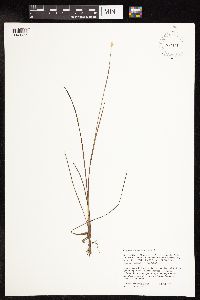 Juncus stygius image