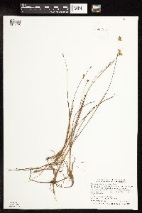 Juncus stygius image