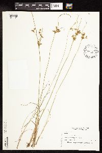 Juncus tenuis image