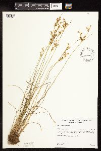 Juncus tenuis image