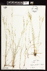 Juncus tenuis image