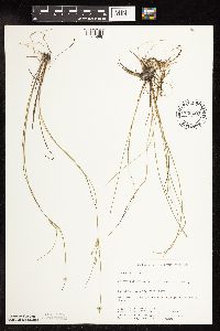 Juncus tenuis image