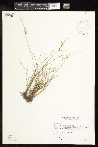 Juncus tenuis image