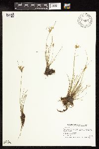 Juncus tenuis image