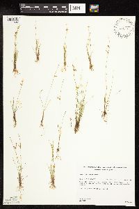 Juncus tenuis image