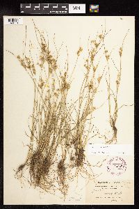 Juncus tenuis image