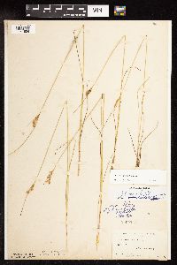 Juncus tenuis image