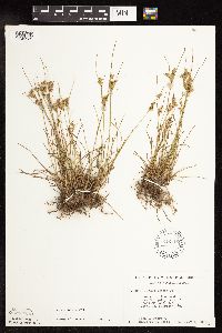 Juncus tenuis image