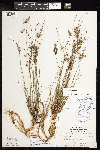 Juncus tenuis image