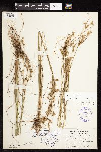 Juncus tenuis image