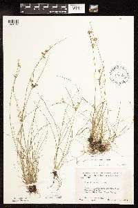 Juncus tenuis image