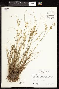 Juncus tenuis image