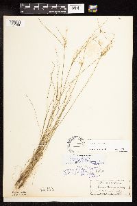 Juncus tenuis image