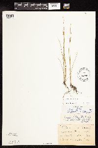 Juncus tenuis image