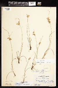 Juncus tenuis image