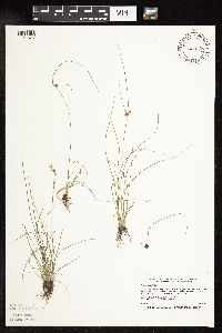 Juncus tenuis image