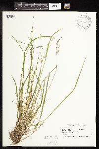 Juncus tenuis image