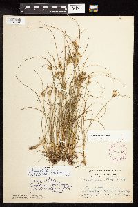 Juncus tenuis image