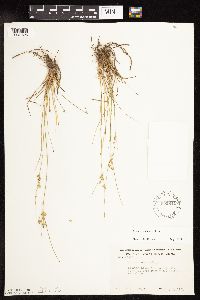 Juncus tenuis image