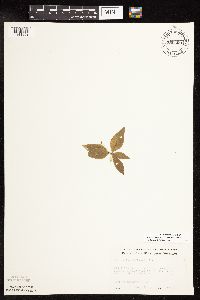 Lysimachia borealis image