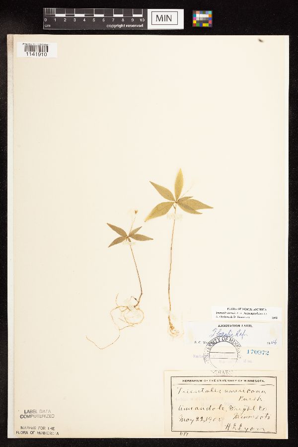 Lysimachia borealis image