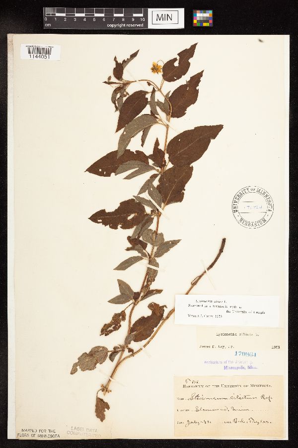 Lysimachia image