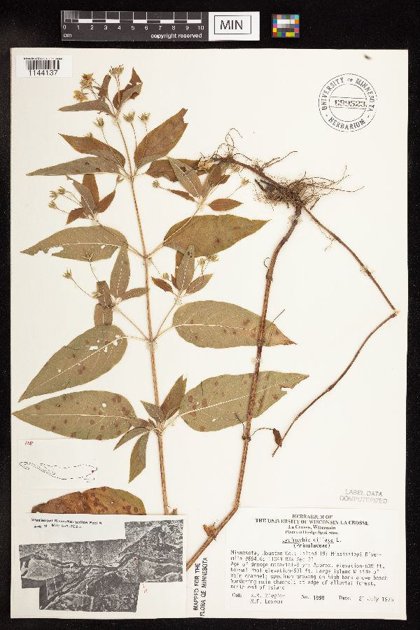 Lysimachia ciliata image