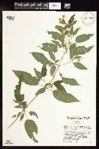 Lysimachia ciliata image