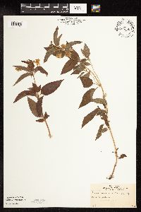 Lysimachia ciliata image