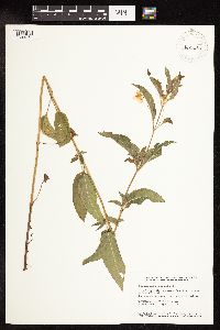 Lysimachia ciliata image