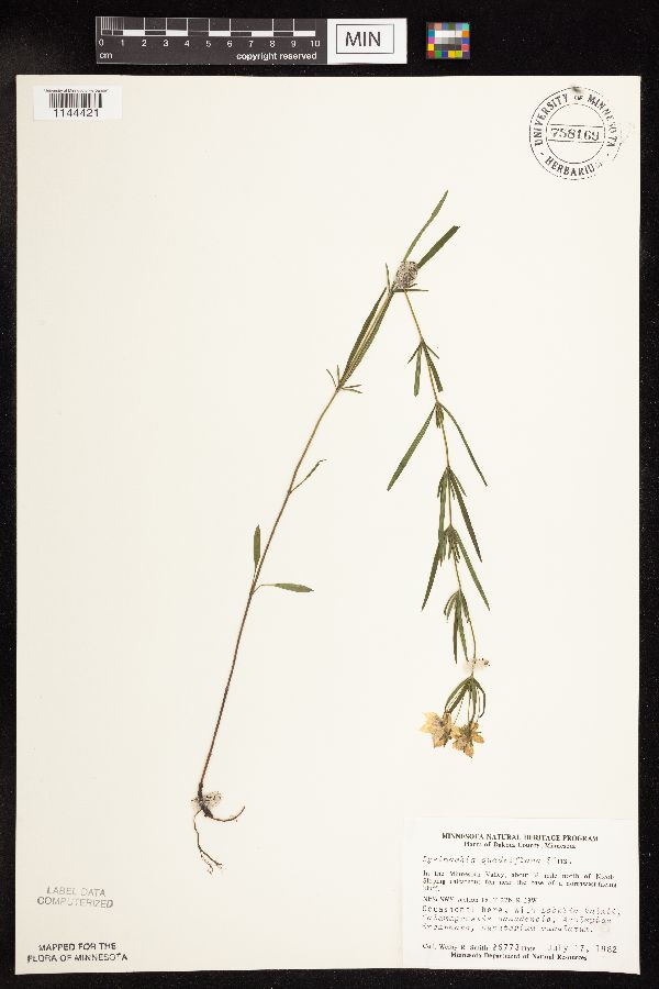 Lysimachia quadriflora image