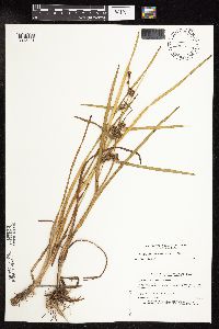 Image of Sparganium americanum