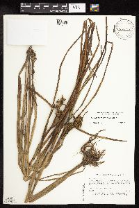 Sparganium americanum image