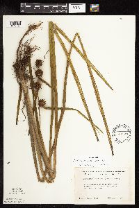 Sparganium americanum image