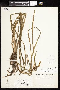 Sparganium americanum image