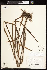 Sparganium americanum image