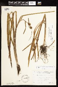 Sparganium americanum image